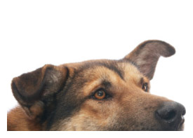 Dog bites